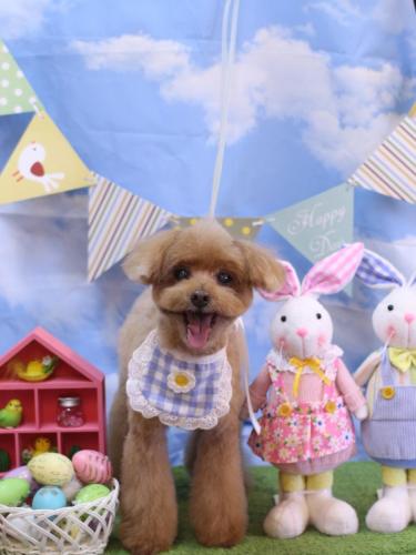 20240322チップくん